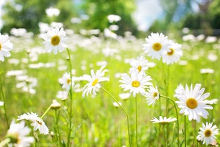 Photo of a field of daisies