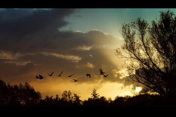 geese flying south at end of summer